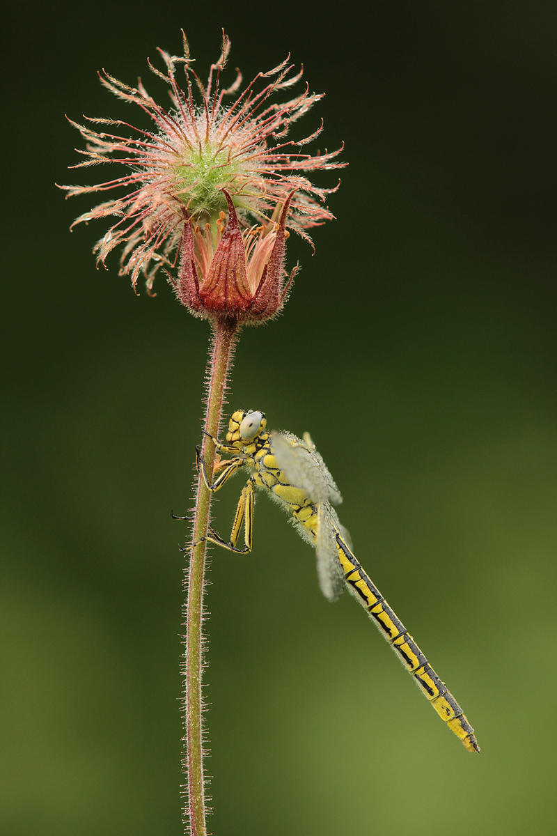 Gomphus pulchellus_f_IMG_4752_1200.jpg