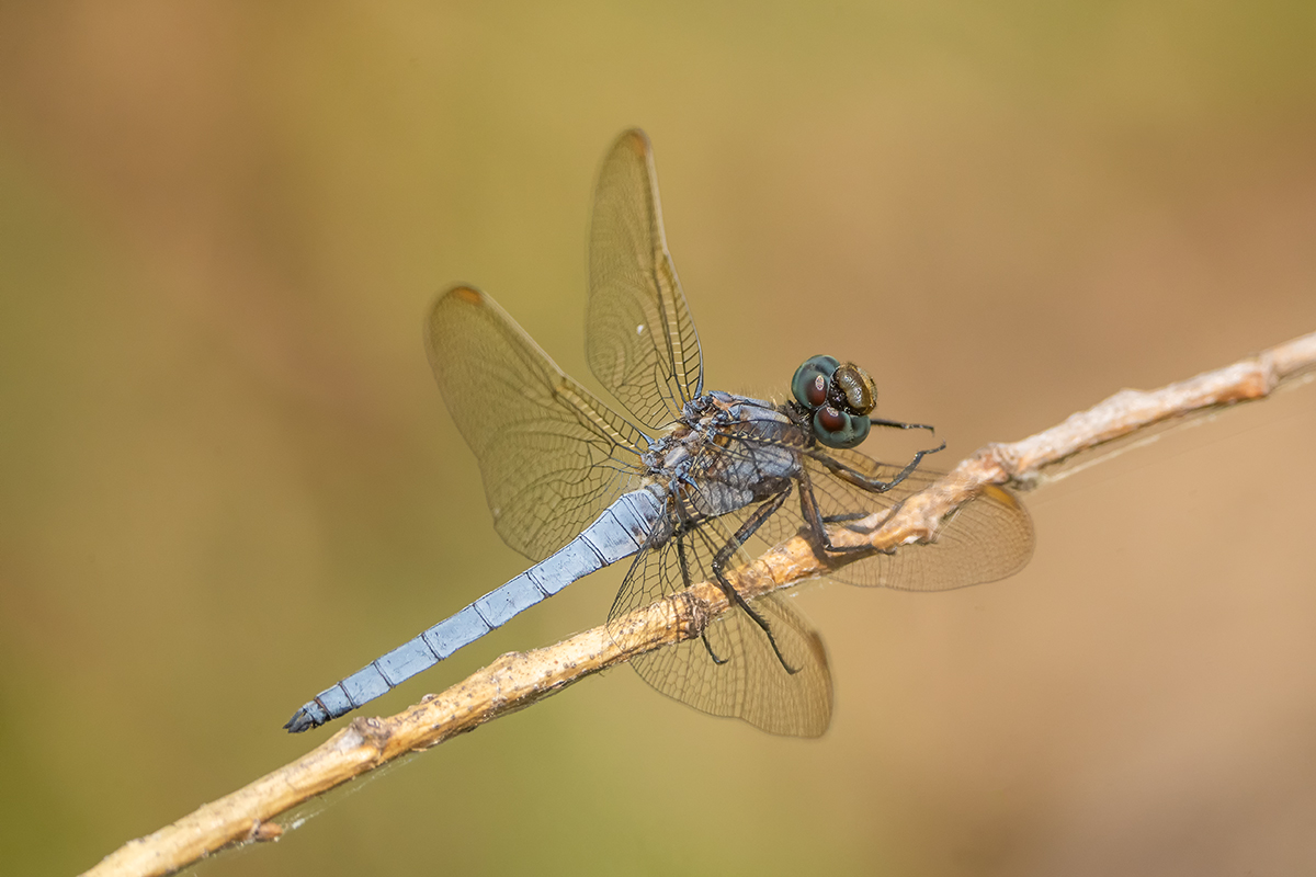 DSC06005.Orthetrum brunneum - Südlicher Blaupfeil.b.jpg
