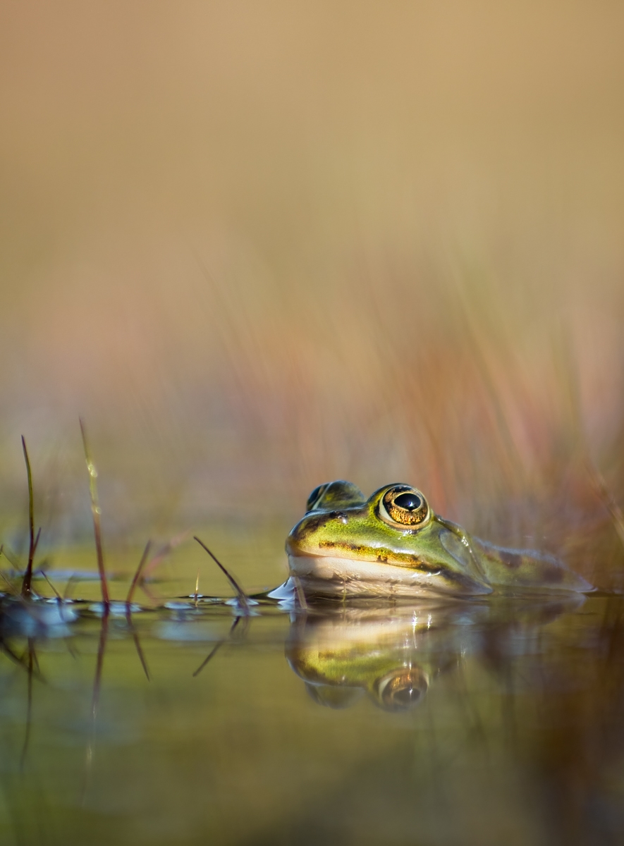 frosch02 (1 von 1).jpg