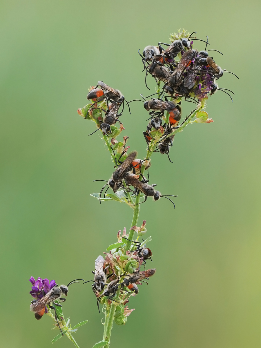 wespen-stack-427336-357.jpg