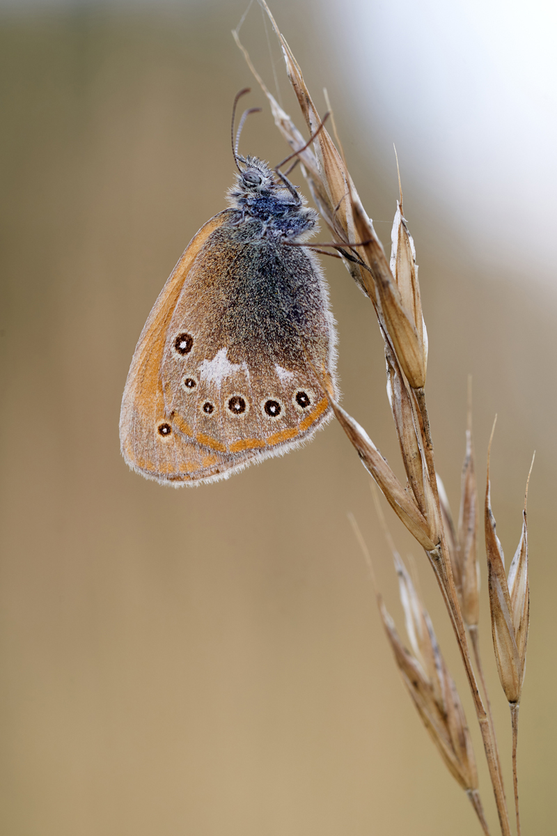 Coenonympha glycerion 066879_1200.jpg