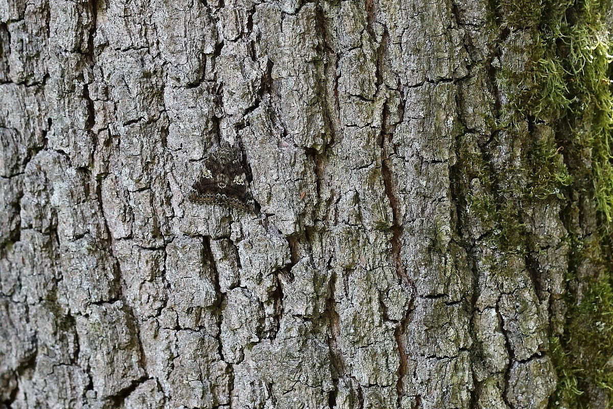 IMG_8240_r44x30_s23.JPG