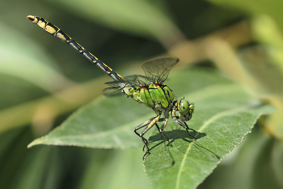 Ophiogomphus cecilia_m_Obelisk_IMG_4720_1200.jpg