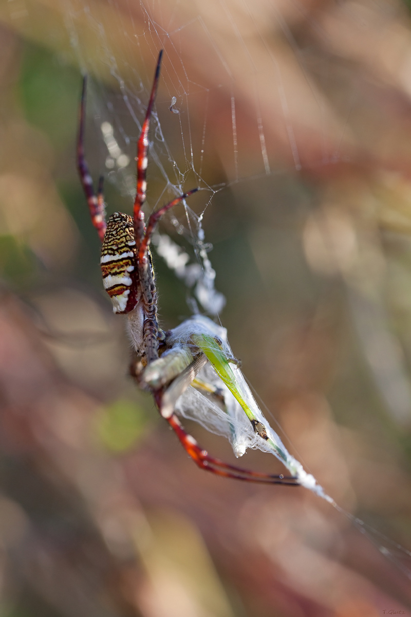 20111218_argiope_aemula_2_149.jpg