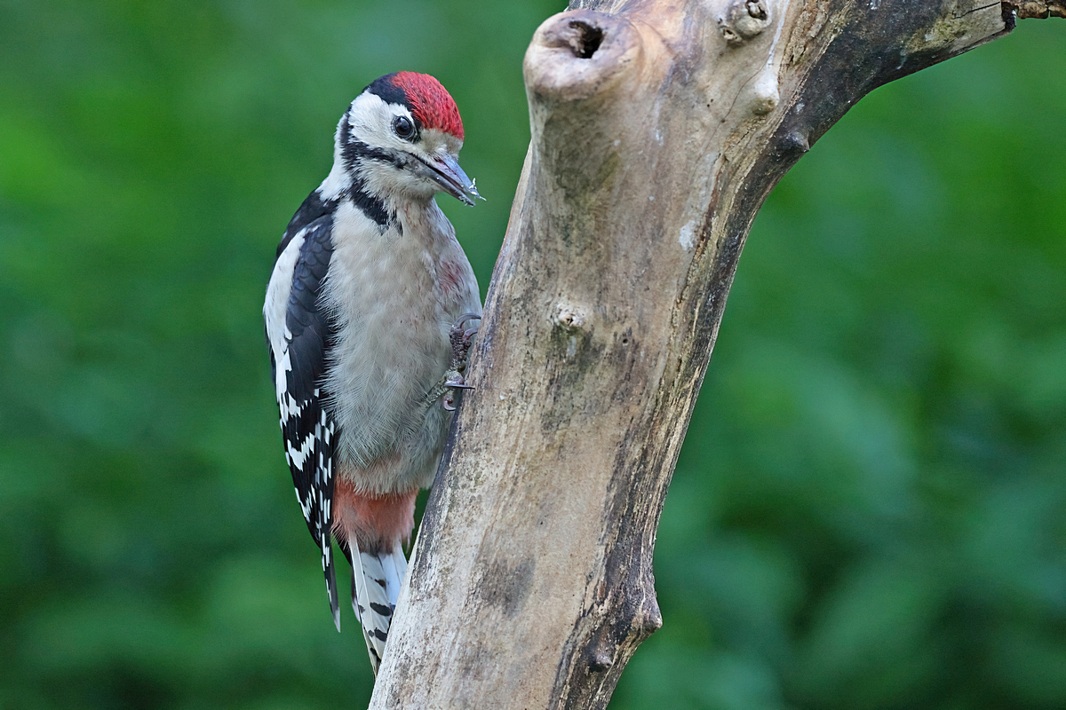 9I6A0523-DeNoiseAI-clear (1).jpg