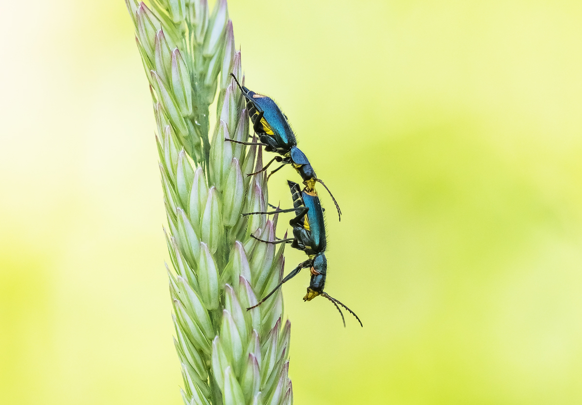 _MG_0855-Bearbeitet - Kopie.jpg