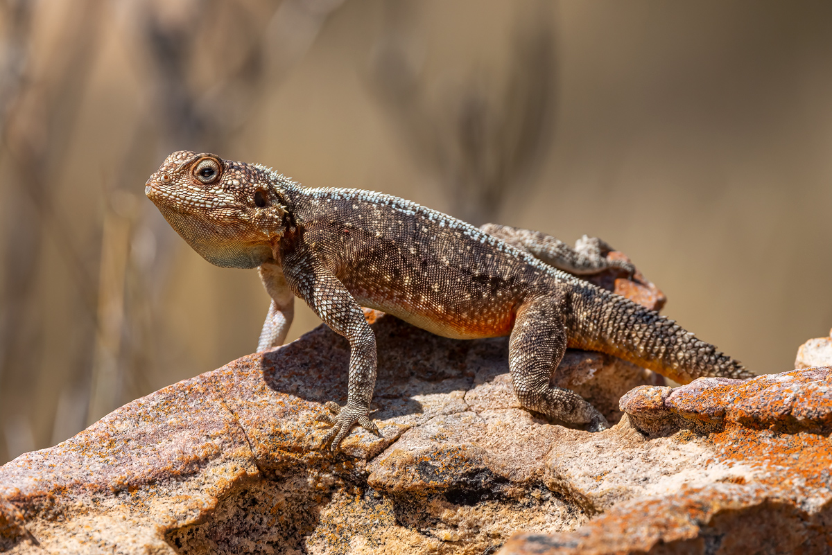 Südafrikanische Felsenagame (Agama atra)_00RK3708.jpg
