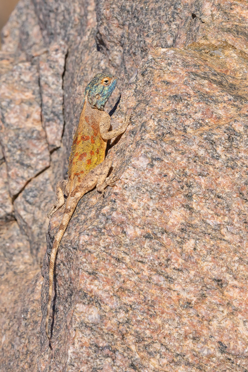 Westliche Felsenagame (Agama anchietae)_00RK2449.jpg