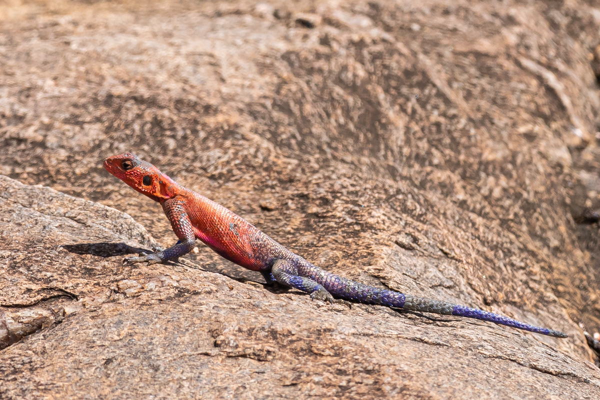 Stahlblaue-Felsenagame-(Agama-mwanzae)_01LK1931.jpg