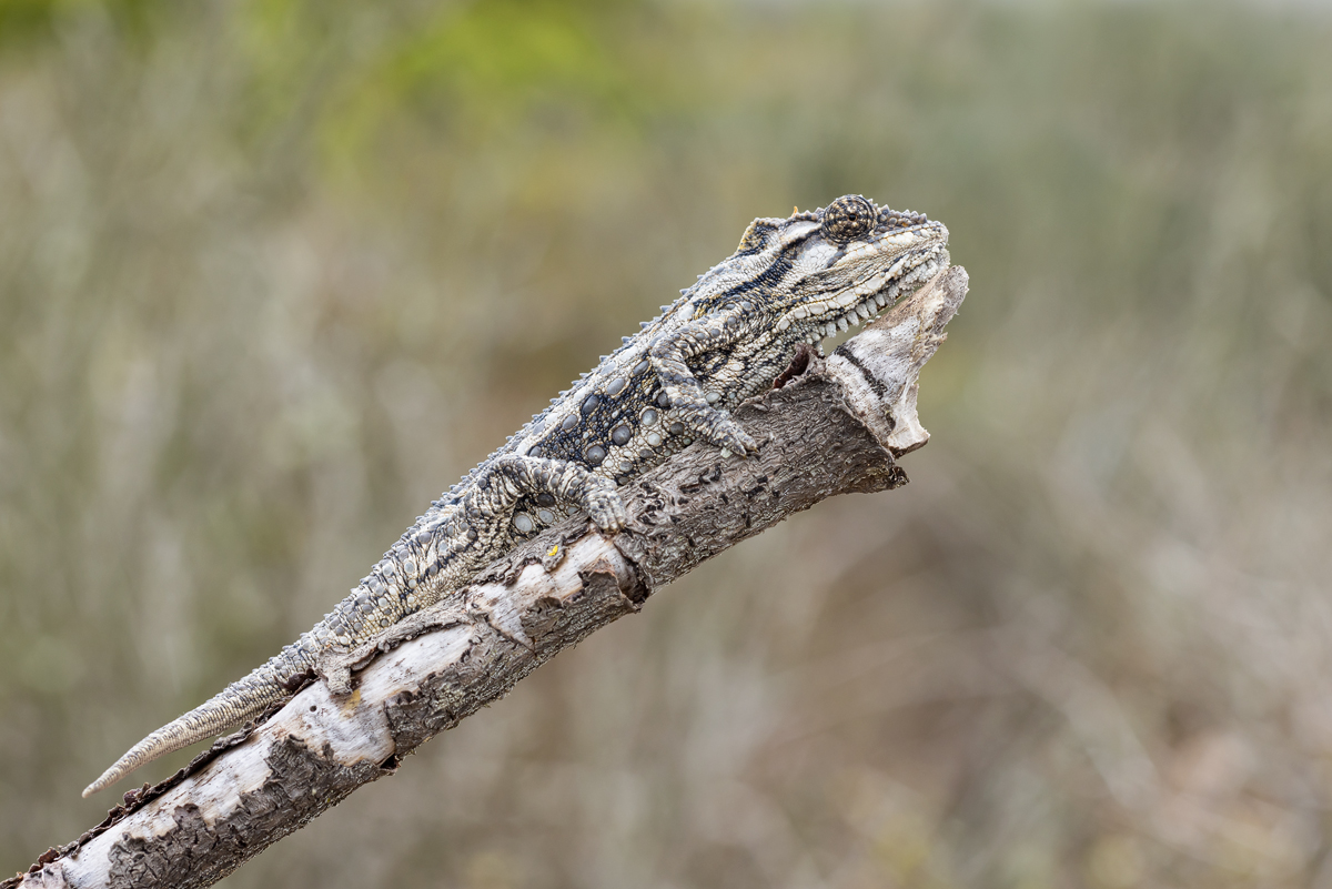 Wüstenzwergchamäleon (Bradypodion occidentale)_00RK1447.jpg
