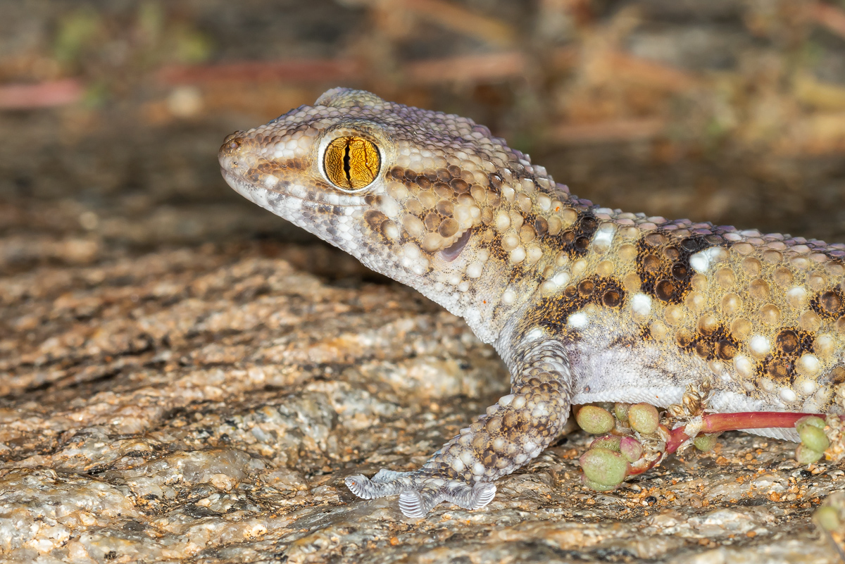 Bibrons-Dickfingergecko-(Chondrodactylus-bibronii)_00RK2489-.jpg