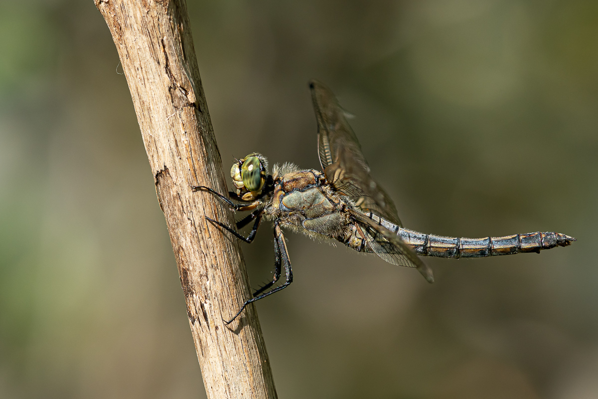 Orthetrum cancellatum - Großer Blaupfeil 40 2022.jpg