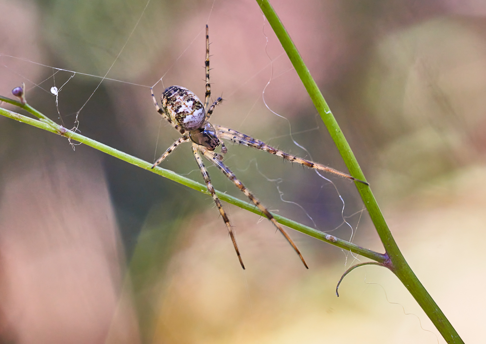 Spinne.jpg