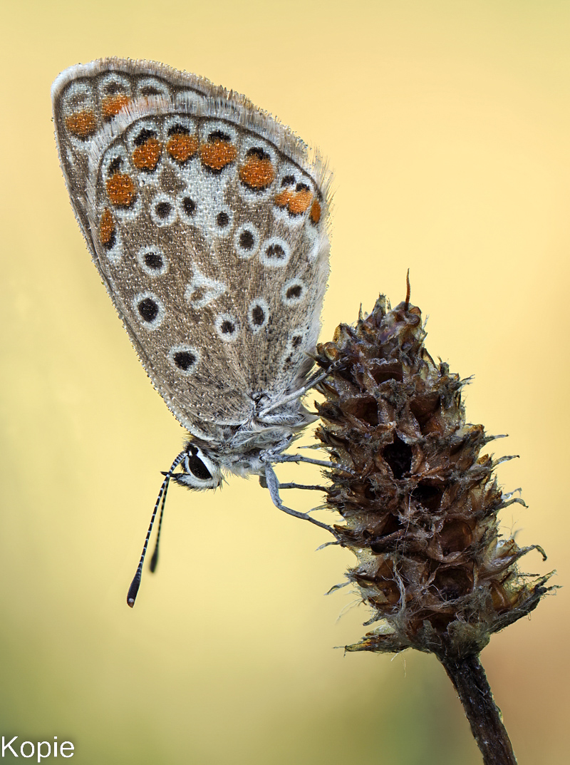 Bläuling Dieter Kopie.jpg