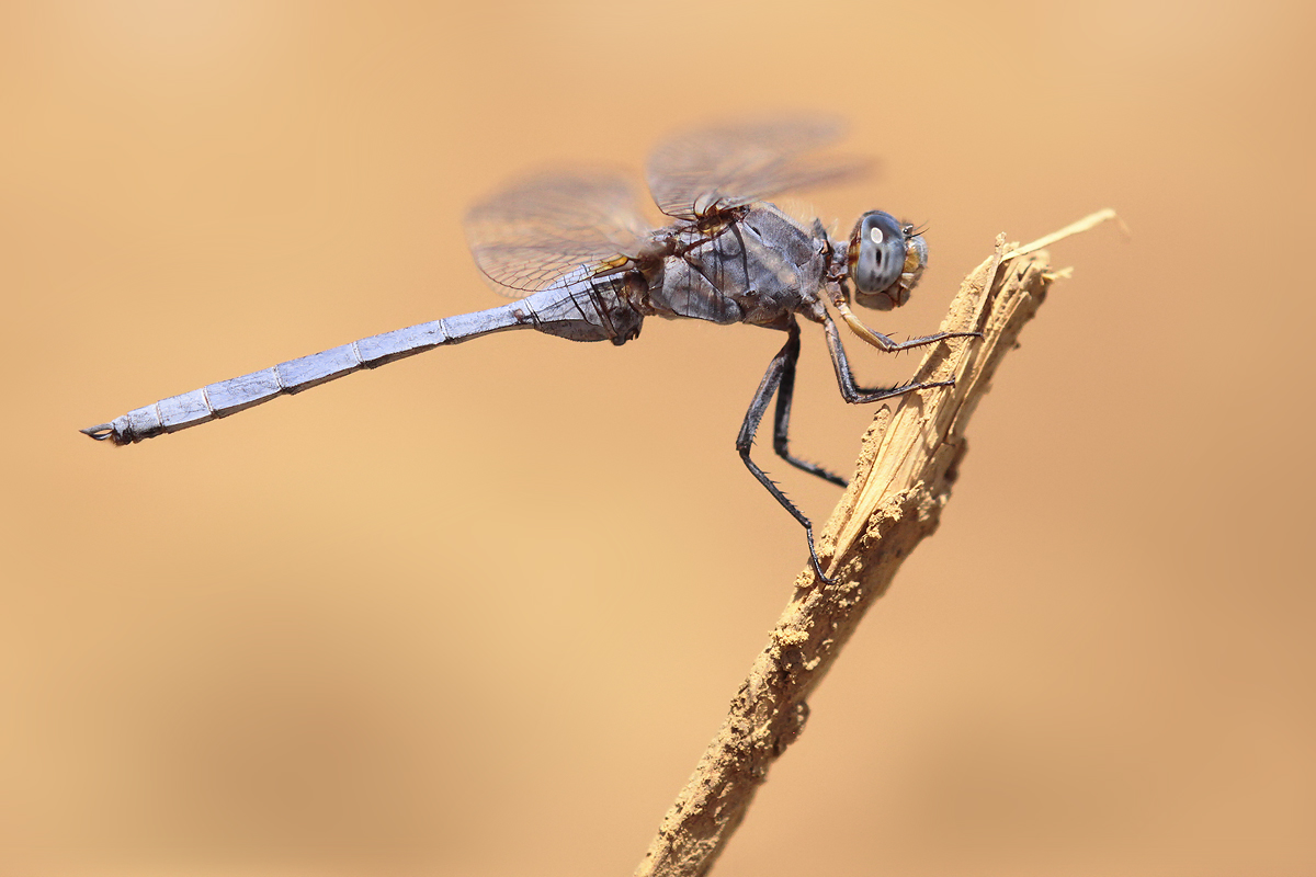 Orthetrum chrysostigma_m_IMG_0751_1200.jpg