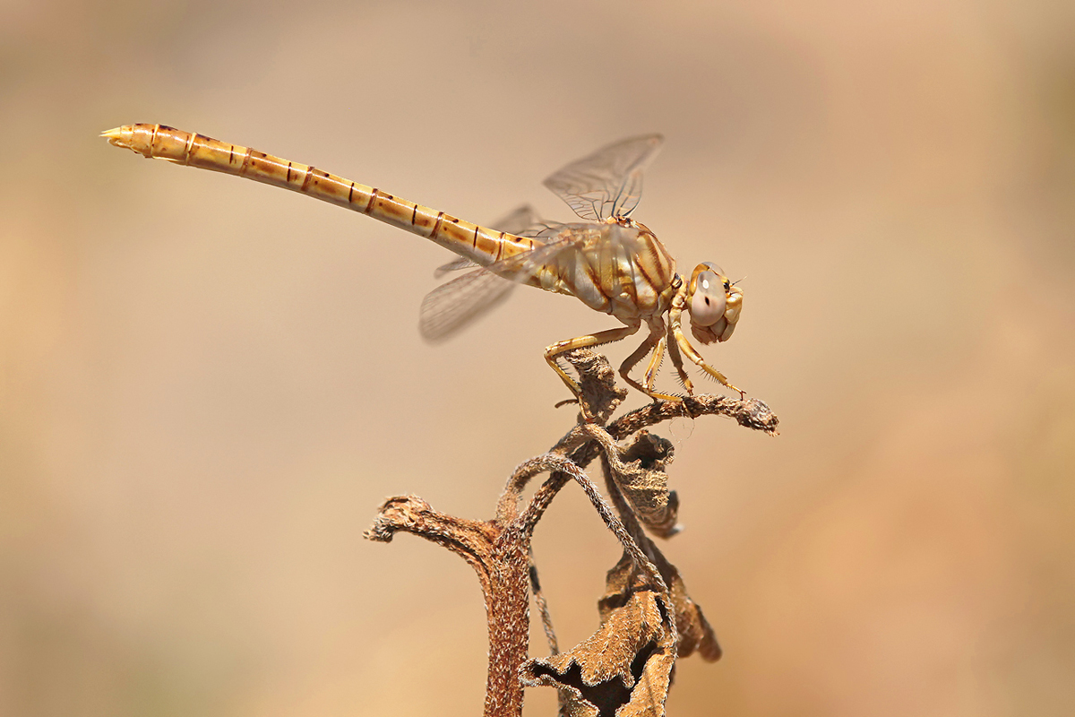 Onychogomphus costae_f_IMG_2692_1200.jpg