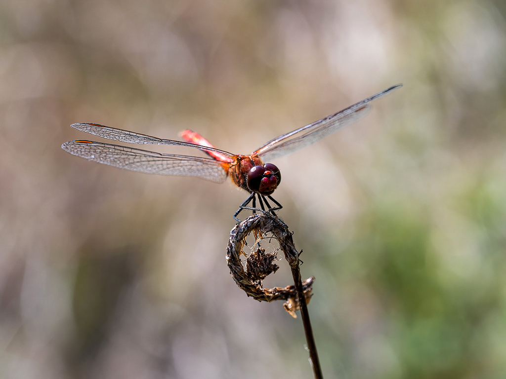 P8240755-Heidelibelle-verkl-2.jpg