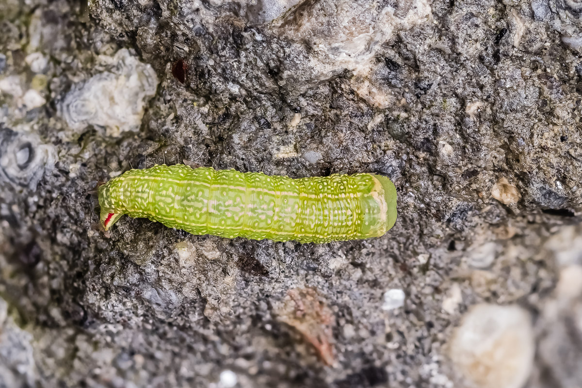 Raupe4_17092022-1(C,Smoothing4)13.jpg