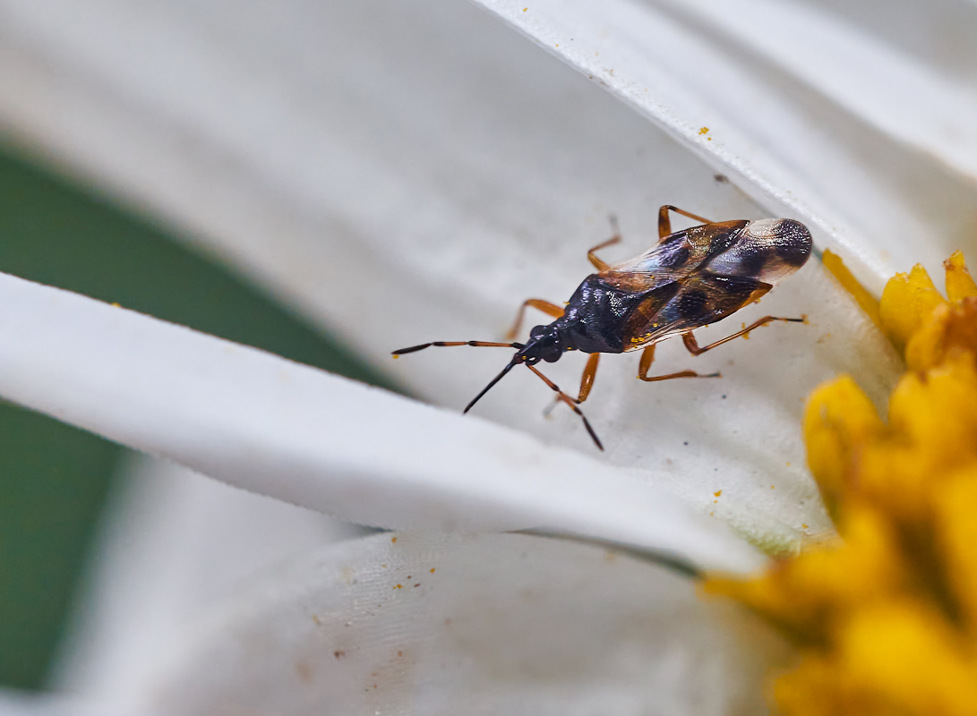 Anthocoris sp..jpg