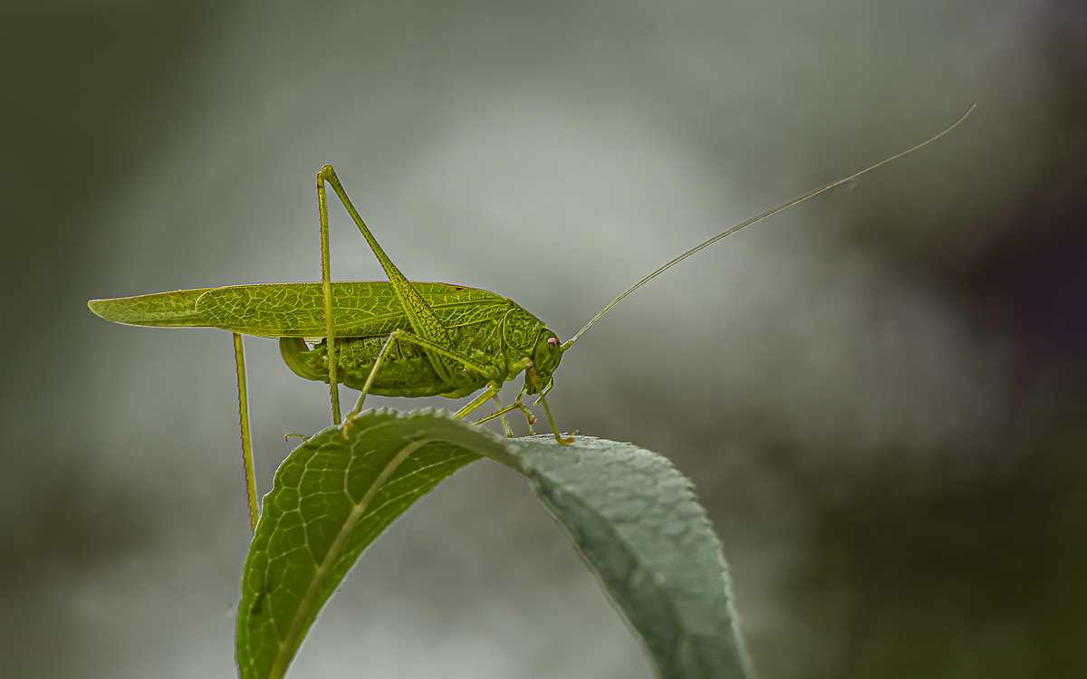 Gemeine Sichelschrecke Phaneroptera falcata 2 2022.jpg