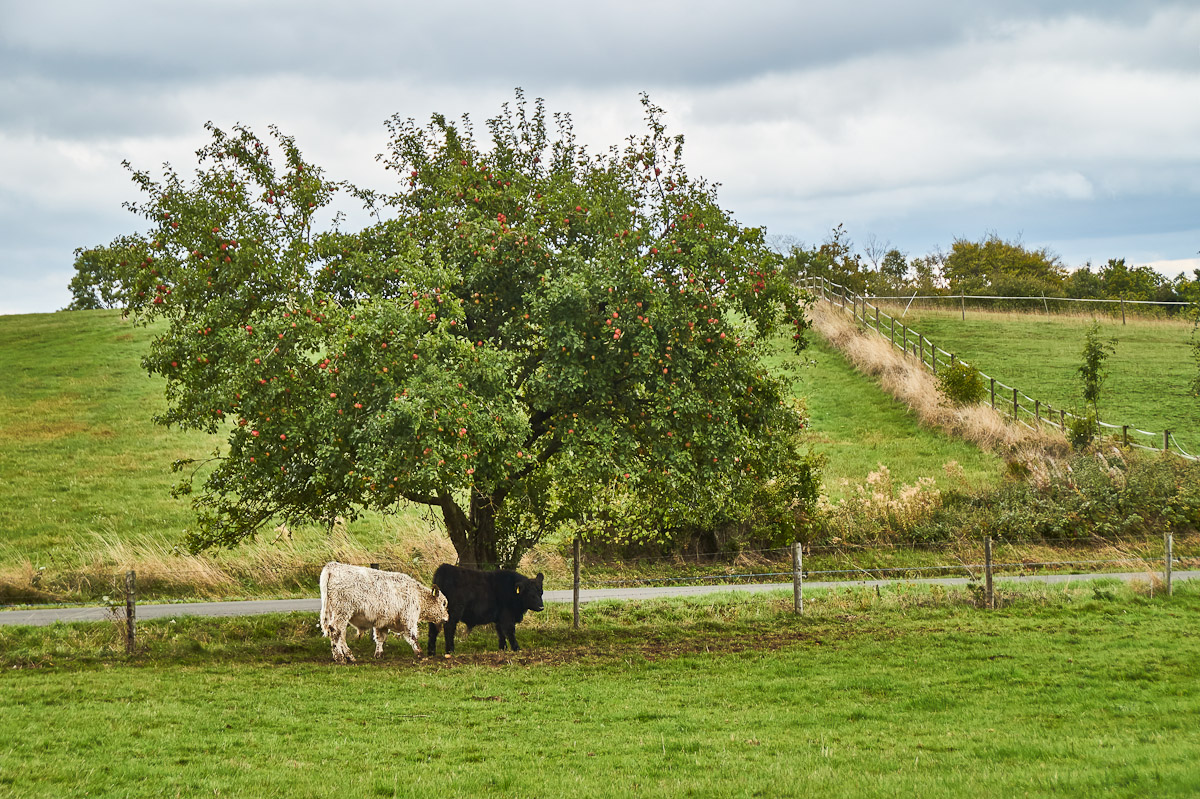 Unter dem Apfelbaum.jpg