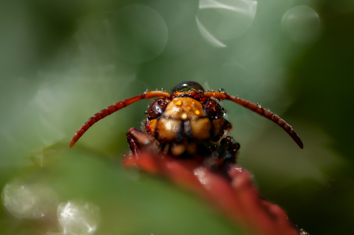 Hornisse 10 tif 2022 Kopie 1.jpg