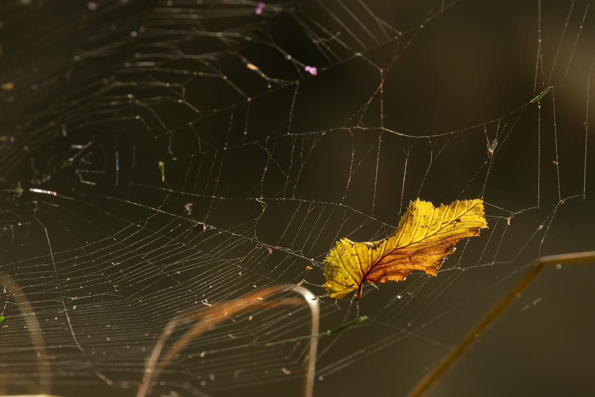 Stillleben 1 tif 2022 Kopie.jpg