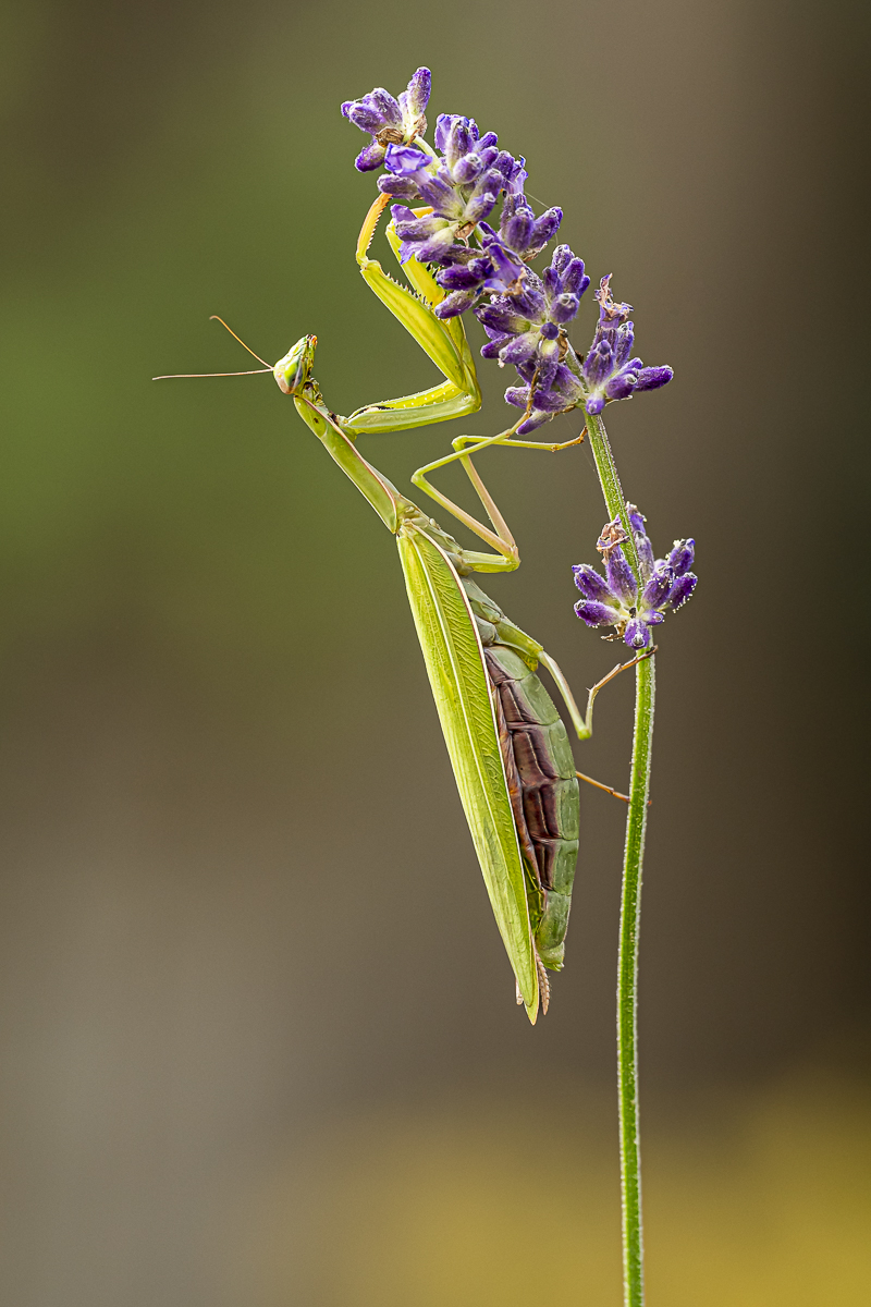 Gottesanbeterin Mantis religiosa 4 2022.jpg