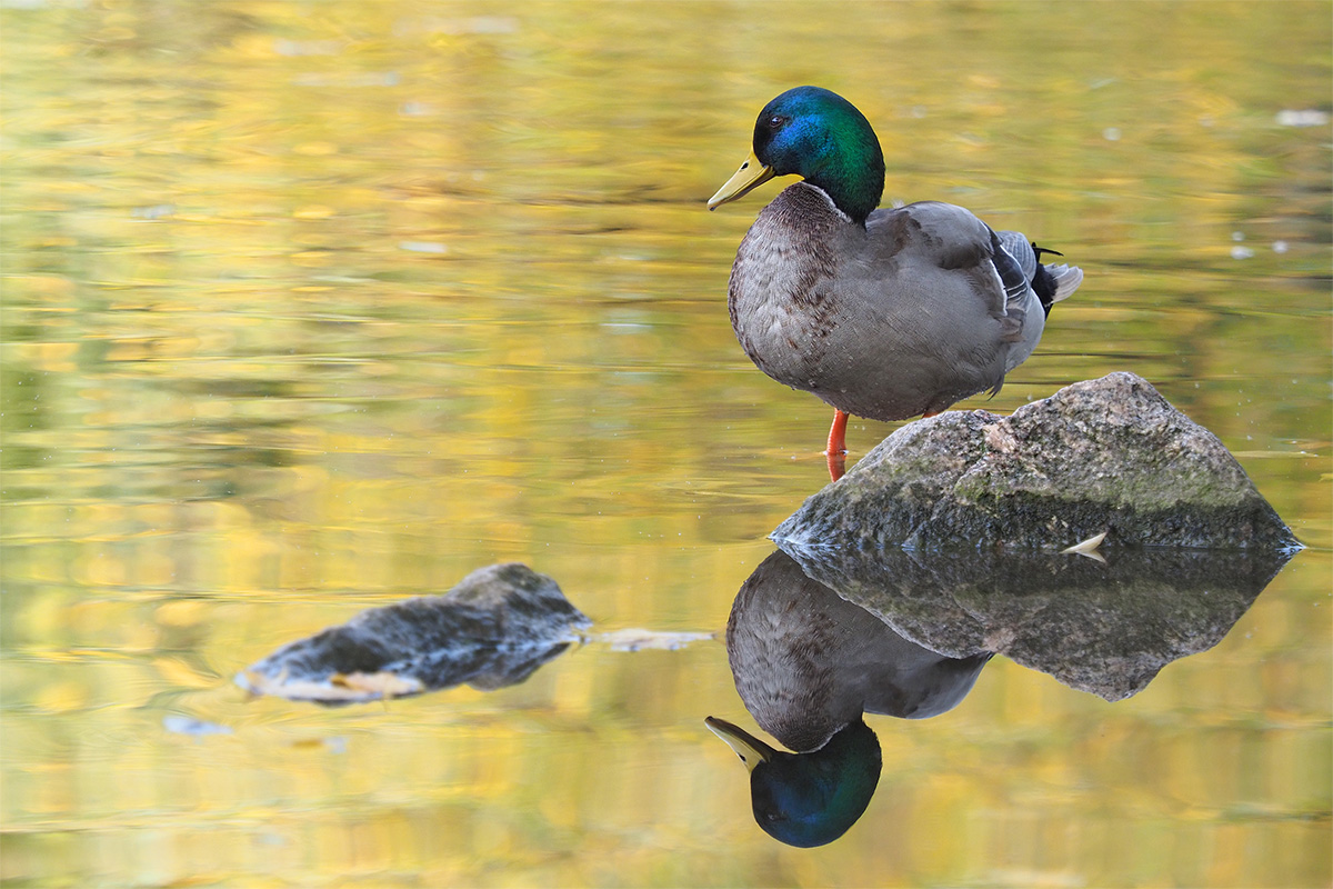 stockente.jpg