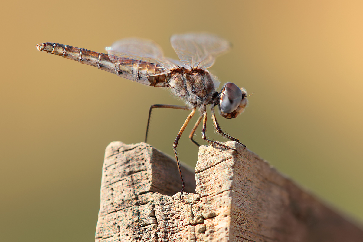Selysiothemis nigra_f_IMG_9854_1200.jpg