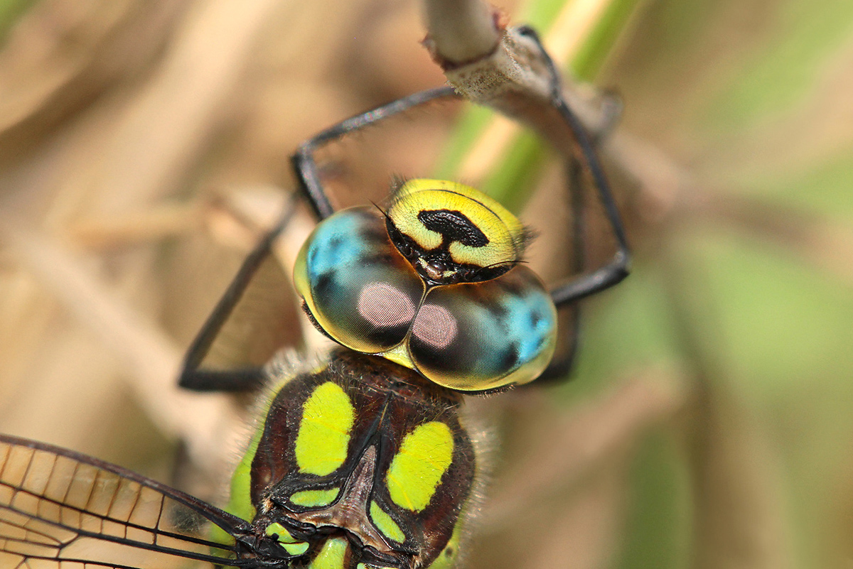 Aeshna cyanea_m_Auge_IMG_0140_1200b.jpg