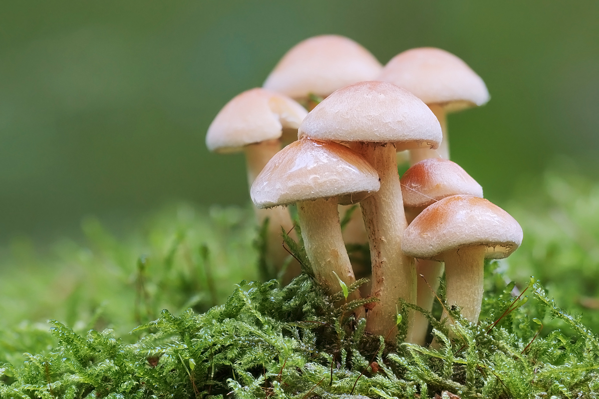 pilze-stack-690840-914.jpg