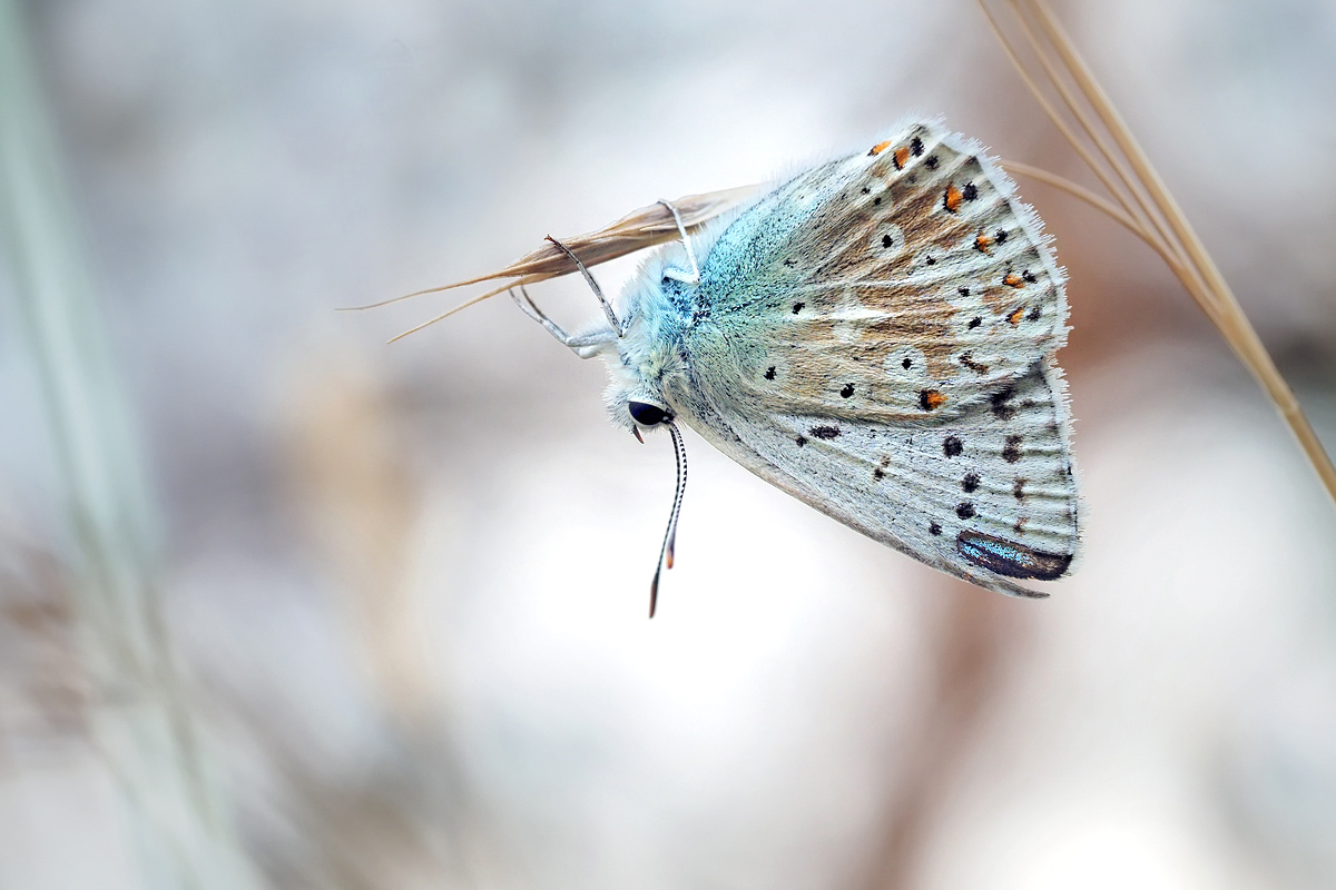 silbergruener_blaueling_02.jpg