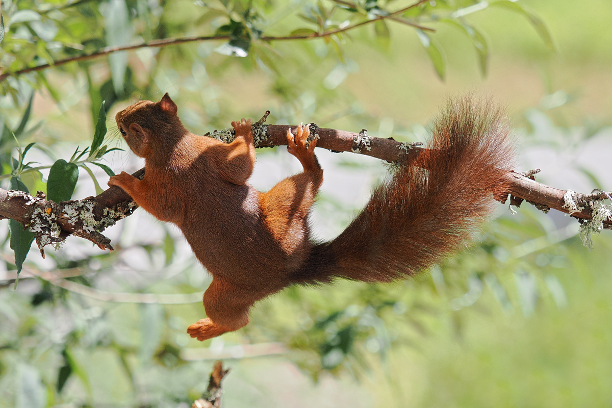 Hörnchen1-OM011327---Kopie.jpg