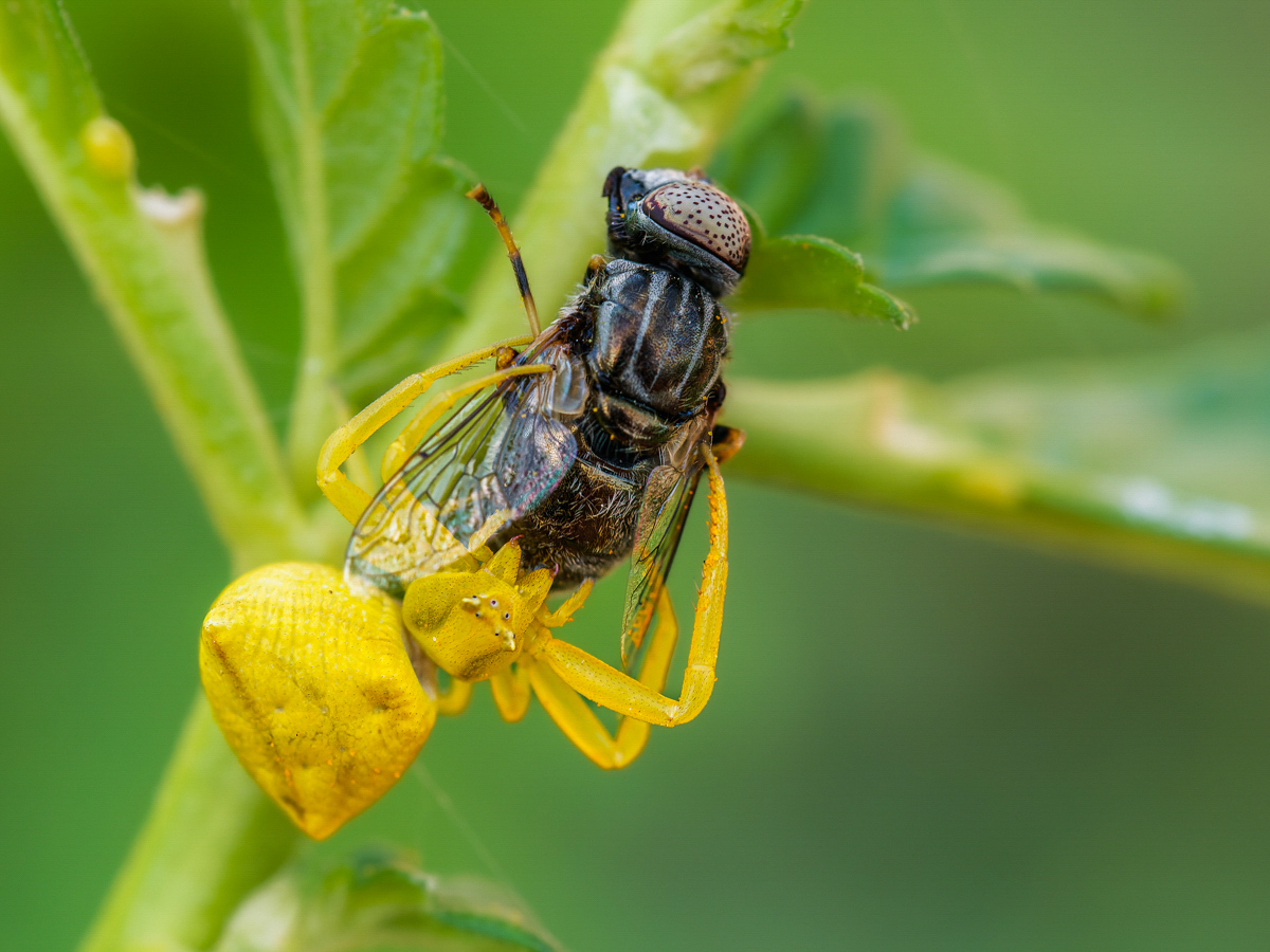 Gehöckerte Krabbenspinne (Thomisus onustus) schwarze Augenfleck-Schwebfliege (Eristalinus sepulchralis)-4.jpg