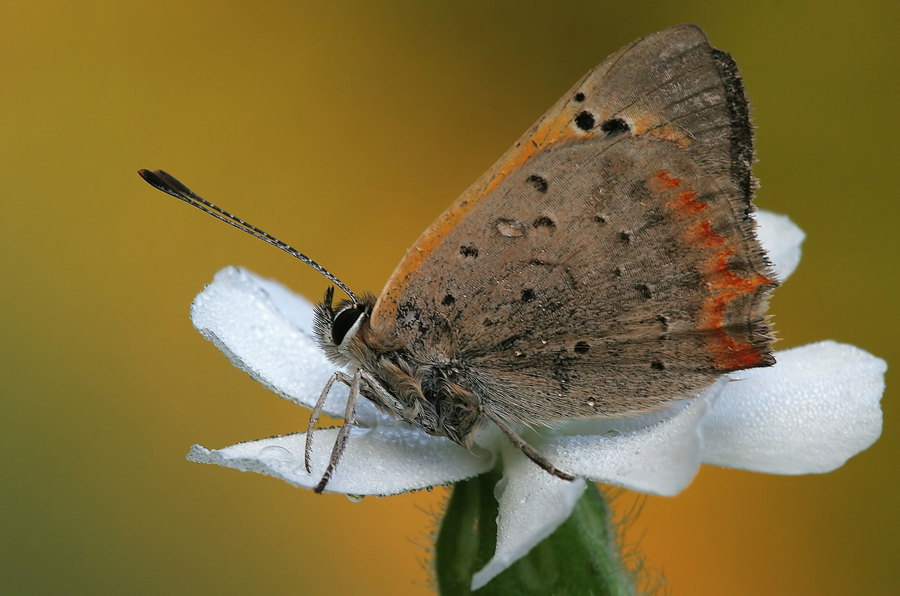 m-f Kleiner Feuerfalter 2.9..jpg