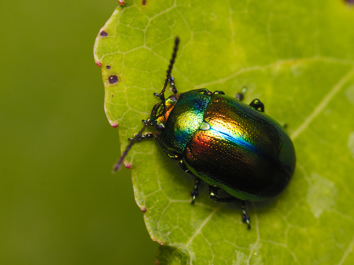 Chrysolina fastuosa 01 Prächtiger Blattkäfer-heller.jpg