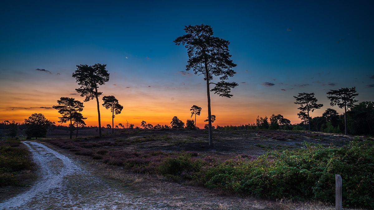 Sonnenaufgang_16-9_Maasduinen.jpg