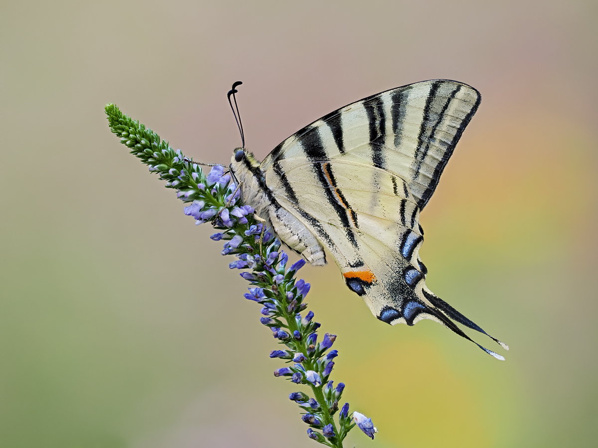 Iphiclides-podalirius1-zom015624_8.jpg