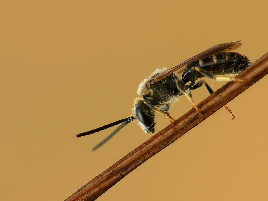 furchenbiene429.jpg