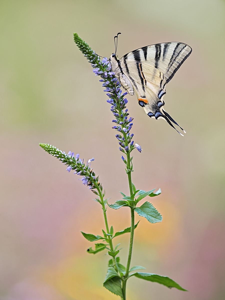 Iphiclides-podalirius1-zom015561_8---Kopie.jpg