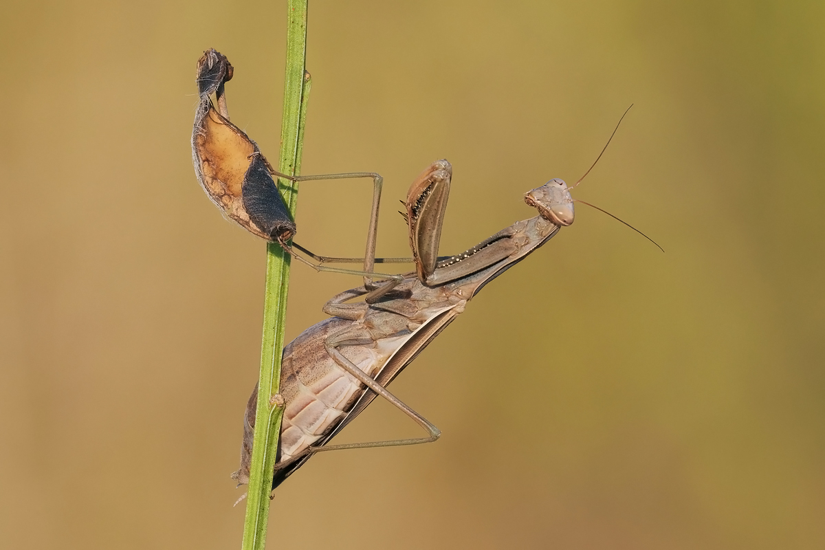 mantis-stack-619500-20.jpg