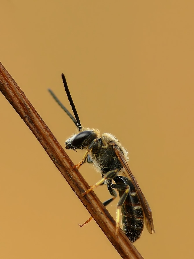 furchenbiene429 hf.jpg