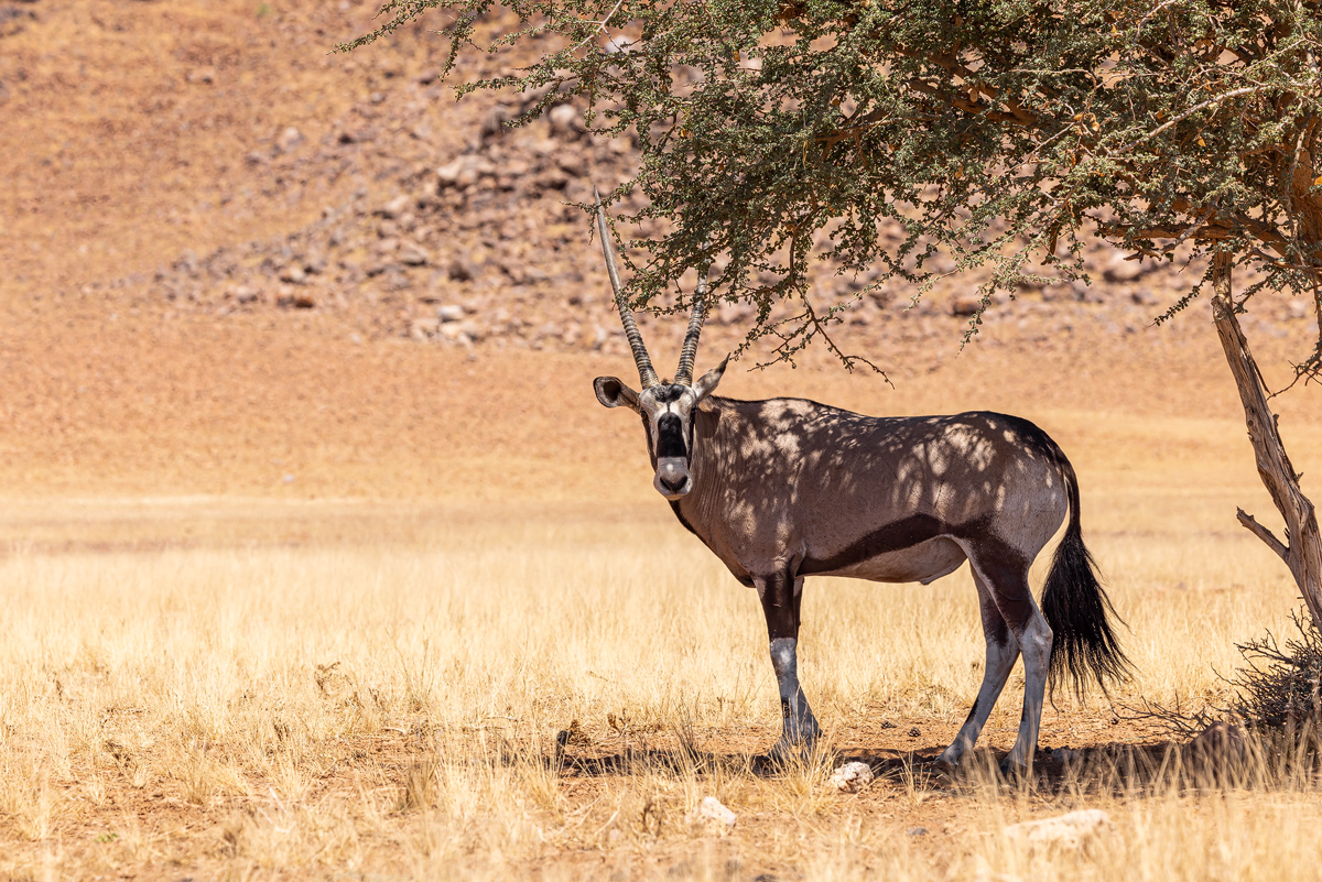 Südliche Oryx (Oryx gazella)_03RK0446.jpg