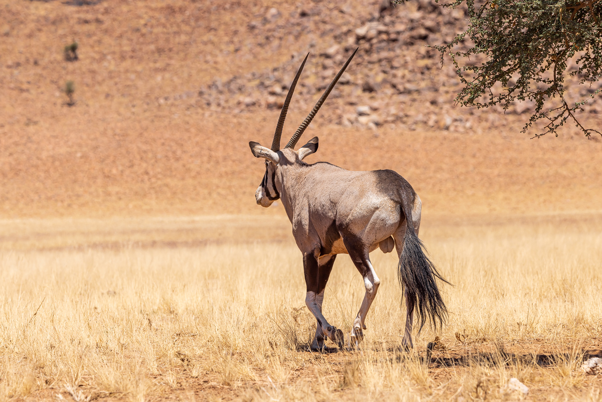 Südliche Oryx (Oryx gazella)_03RK0449.jpg