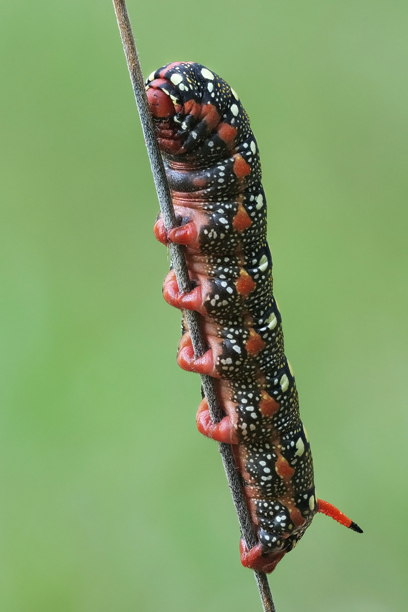 raupe-stack-655105-41.jpg