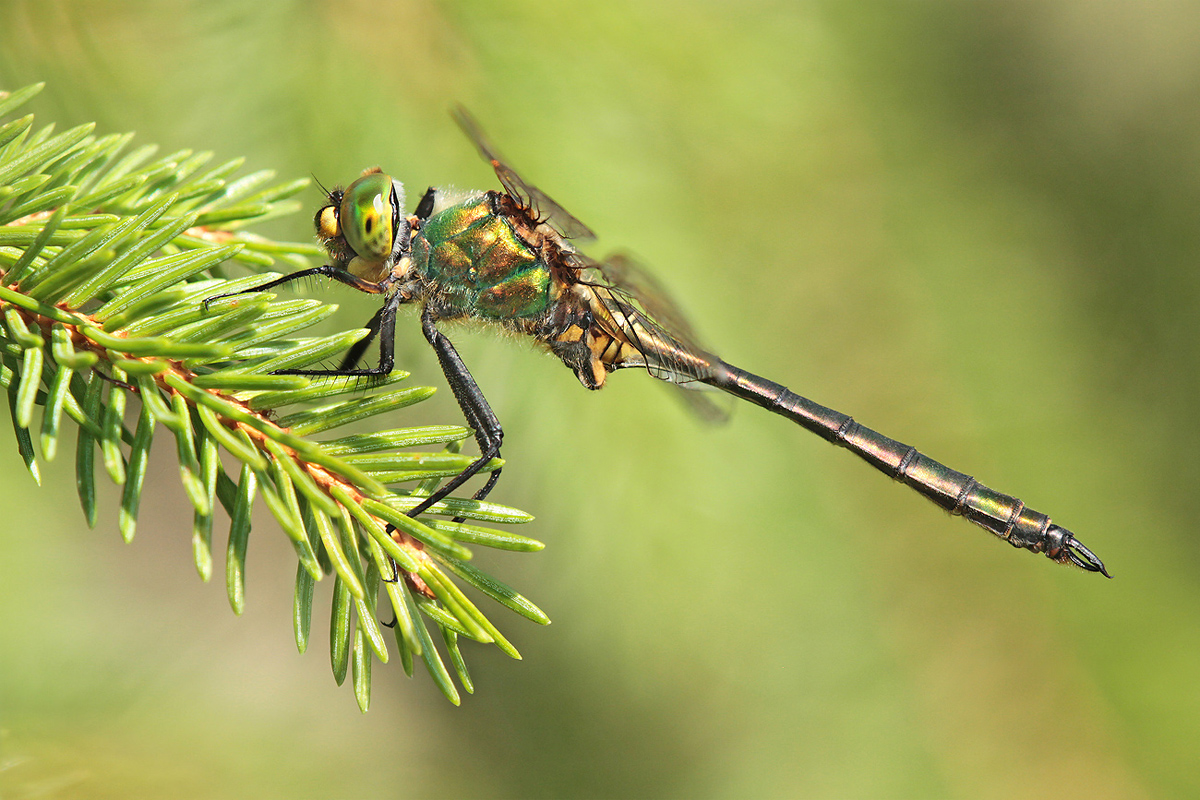 Somatochlora metallica_m_IMG_2679_1200.jpg