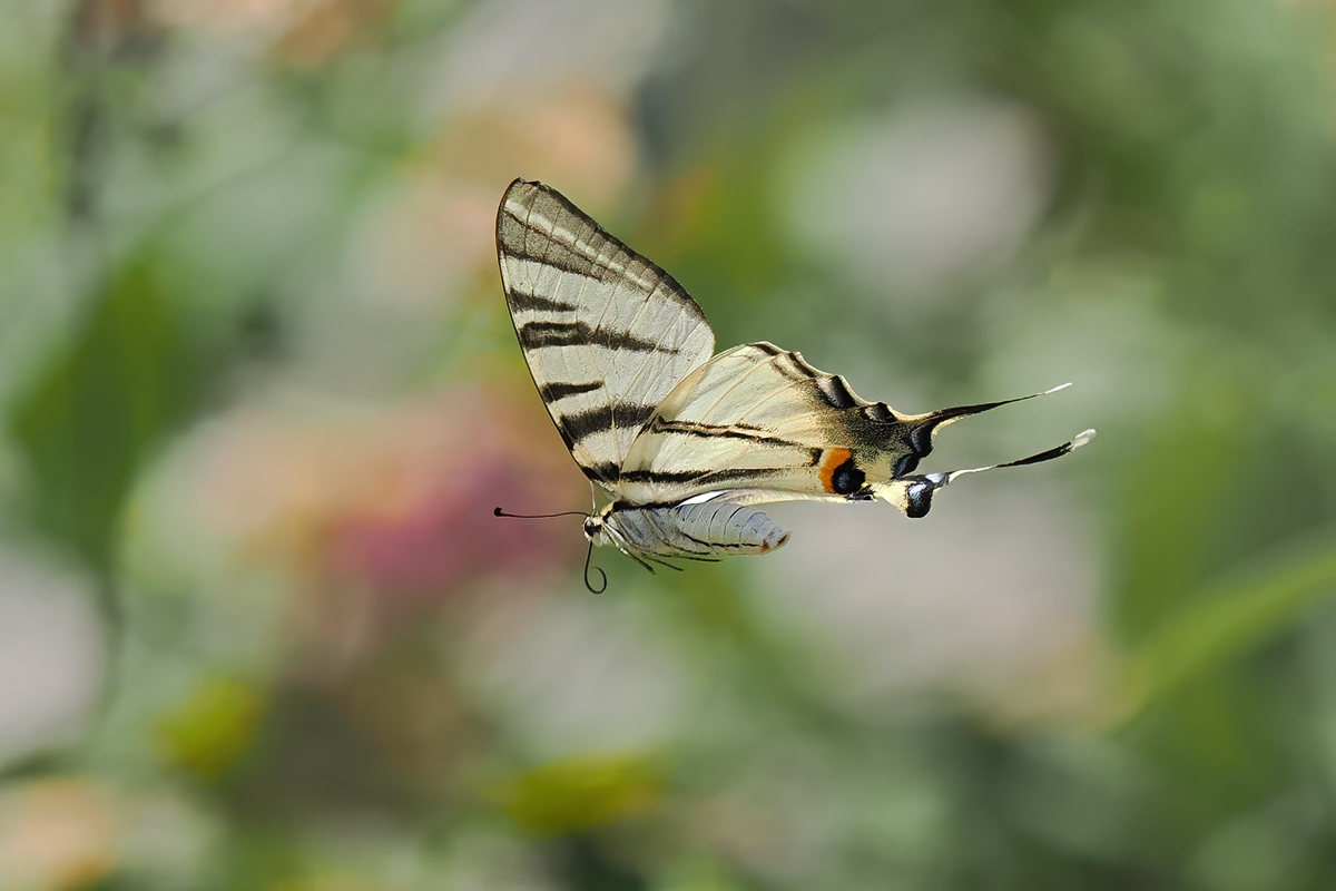 Iphiclides-OM016895---Kopie.jpg