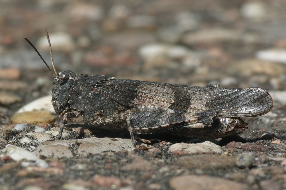 P1530365 copy_sel.jpg