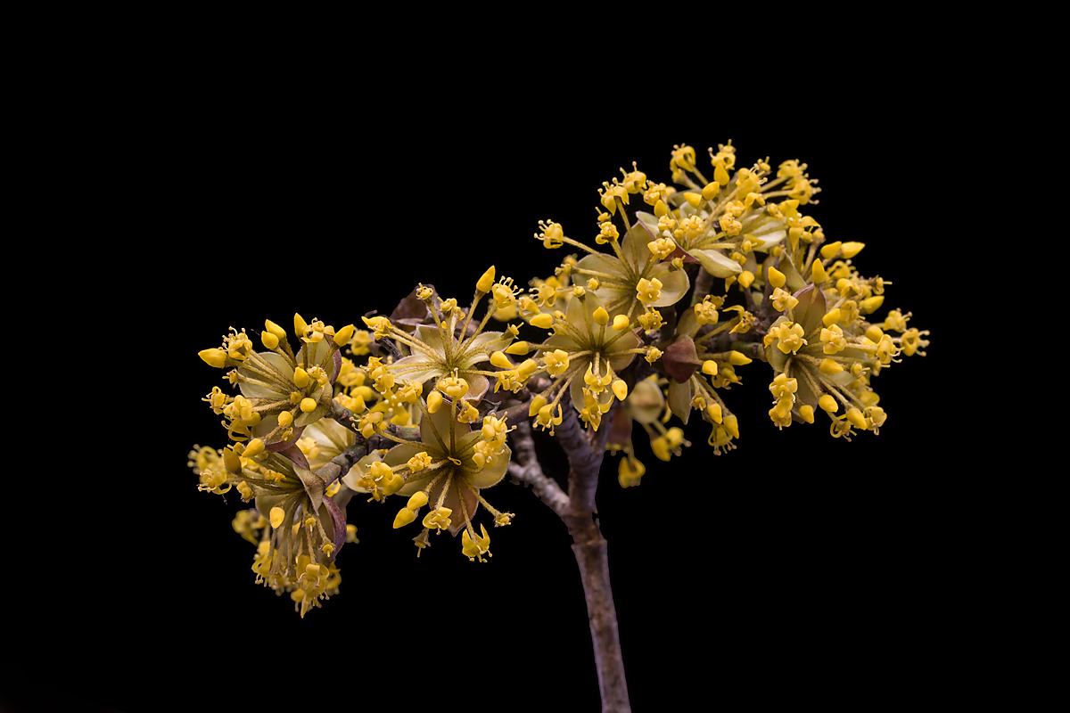 IMG_5052_SHARPEN projectsDENOISE projects_20230302_125214.jpg